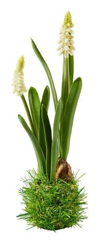 Élethű, fehér muscari fészekben