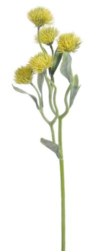 Citromsárga bogáncs virág