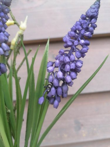 Muscari csokor ágakkal kék