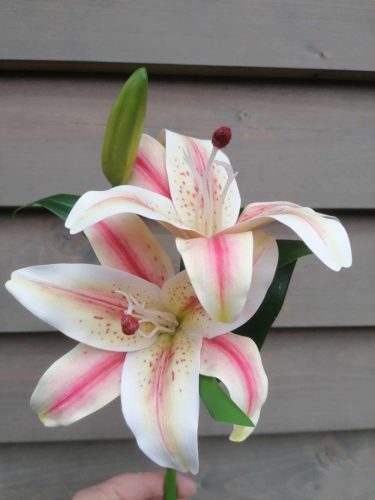 Liliom 4 féle szín