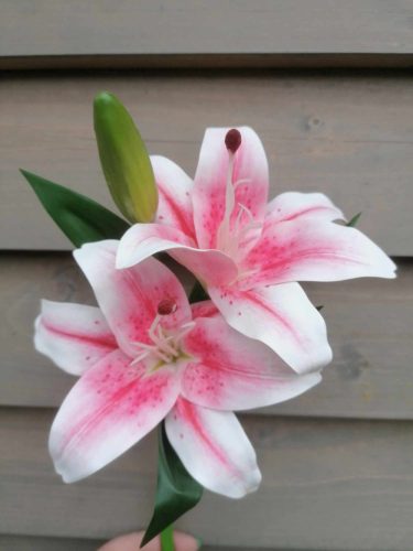 Liliom 4 féle szín